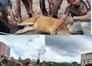 Lagi, Satpol-PP Kepsul Tertibkan Hewan Ternak