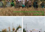 Distan Kepsul Gelar Panen Perdana Padi Sawah Di Trans Modapuhi