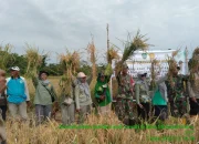 Distan Kepsul Gelar Panen Perdana Padi Sawah Di Trans Modapuhi