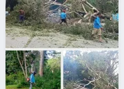 Cegah Kerusakan Saat Hujan Deras, DLH-KP Kepsul Tebang Sejumlah Pohon