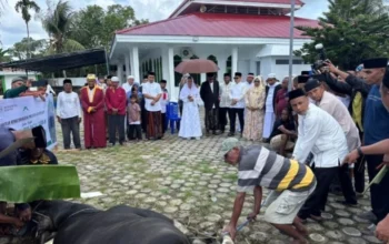 Bupati Sula Pantau Pemotongan Qurban Dalam Kota Sanana
