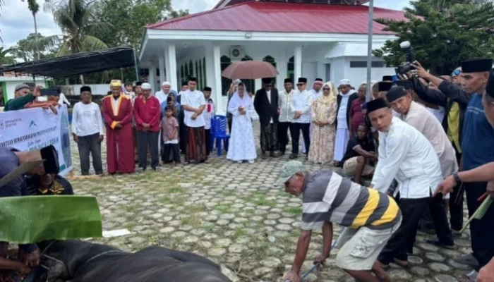 Bupati Sula Pantau Pemotongan Qurban Dalam Kota Sanana